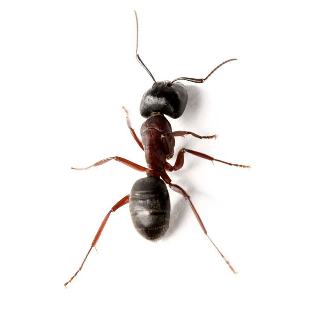 Αντιμετώπιση μυρμηγκιών Σέρρες Θεσσαλονίκη